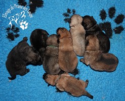 chiot eurasier